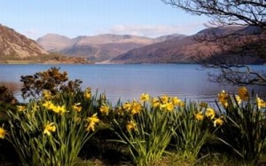 ennerdale-daffodils